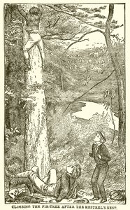 Tom Browns Schulzeit