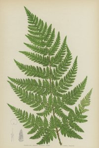 Dreieckiger Stachelzahnfarn