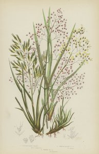 Büschelhaargras, Glattes Alpenhaargras, Gewelltes Haargras von English School