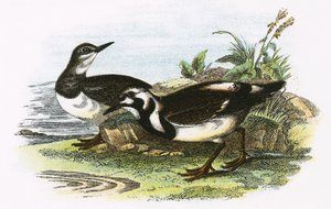 Steinwälzer