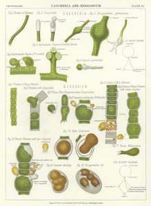 Vaucheria und Oedogonium