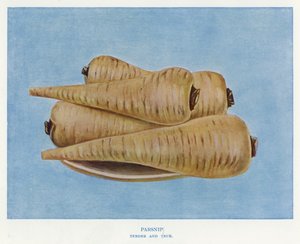 Gemüseanbau-Führer: Pastinake, zart und wahr (Farblitho) von English School