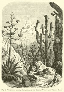 Vegetation (Aloen, Kakteen usw.) der mexikanischen Hochländer oder Tierras Frias