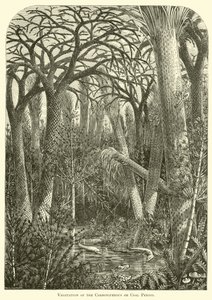 Vegetation der Karbon- oder Kohleperiode