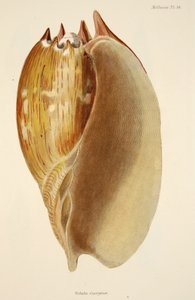 Veluta Georgina, aus Die Mollusken und Radiata, veröffentlicht 1833