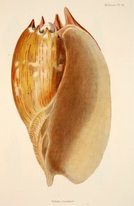 Veluta Georgina, veröffentlicht 1833, handkolorierte Gravur