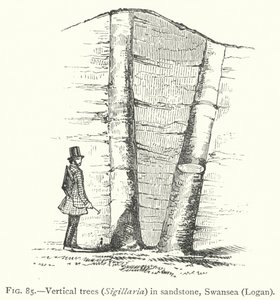 Vertikale Bäume, Sigillaria, in Sandstein, Swansea, Logan (Stich)