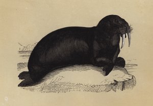 Walross (Farblithografie)