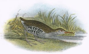 Wasserralle