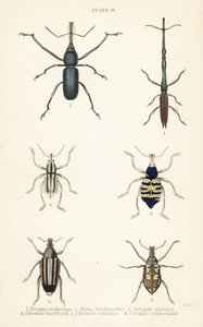 Rüsselkäfer: Brentus ancharago 1, Rhina barbirostris 2, Curculio cuviera 3, Eupholus geoffroyi 4, Larinus ursus 5 und Curculio sphacelatus 6 von English School