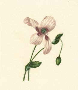 Weiße Mohnblume, Papaver Somniferum