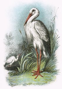Weißstorch von English School