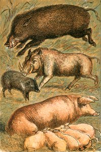 Wildschwein, Warzenschwein, Pekari, Sau und Ferkel