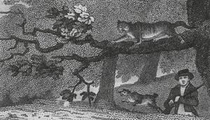 Wildkatze