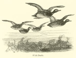 Wildenten