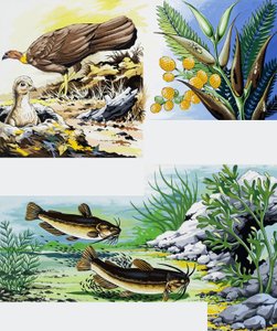 Montage von Wildtieren von English School