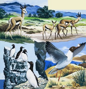 Montage von Wildtieren von English School