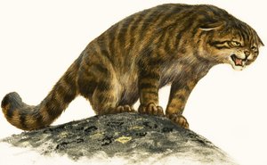 Wildkatze