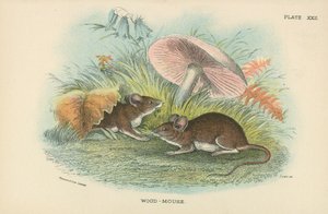Waldmaus von English School
