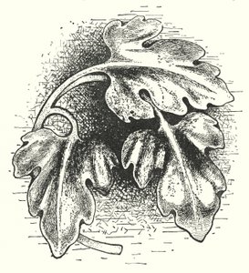 Holzschnitzerei: Blatt (Stich)
