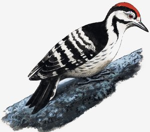 Specht (Flaumspecht) von English School