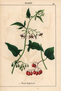 Bittersüßer Nachtschatten mit violetten Blüten und roten Beeren, aus "The Instructive Picturebook, or Lessons from the Vegetable World," [Charlotte Mary Yonge], Edinburgh