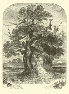 Yardley-Eiche von English School