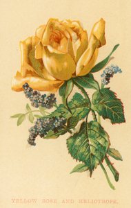 Gelbe Rose und Heliotrop