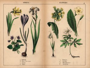 Gelbe Narzisse, weiße Dichternarzisse, lila Krokus, lila Veilchen, gelbe Primel, gelbe Schlüsselblume, weiße Buschwindröschen und weiße Schneeglöckchen, aus "The Instructive Picturebook, or Lessons from the Vegetable World," [Charlotte Mary Yonge], Edinbur von English School