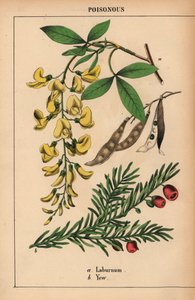 Gelber Goldregenbaum und Eibe mit roten Beeren, aus "The Instructive Picturebook, or Lessons from the Vegetable World," [Charlotte Mary Yonge], Edinburgh