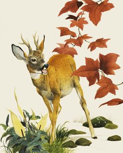 Junger Damhirsch