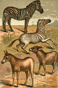 Zebra, Wildesel, Quagga und Hausesel