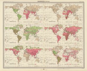 Zoogeographie: Säugetiere, Raubtiere (Farblithografie) von English School