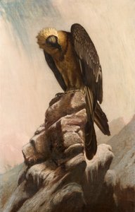 Adler auf Klippe von English School English School