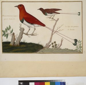 Ganzseitig: Tierstudie, um 1650-75 von Erich Lessing