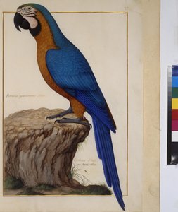 Ganzseitig: Tierstudie, um 1650-75