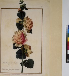 Vollseite: Pflanzenstudie, um 1650-75