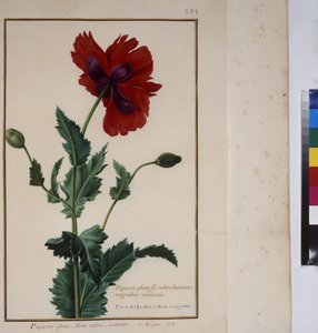 Ganzseitig: Pflanzenstudie, um 1650-75