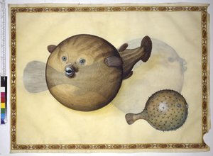 Ganzseitig: zwei Kugelfische vor neutralem Hintergrund