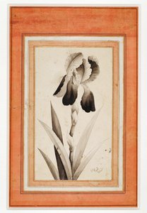 Iris, Ende des 18. Jahrhunderts