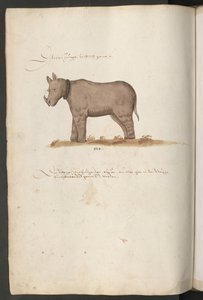 Nashorn von Erich Lessing