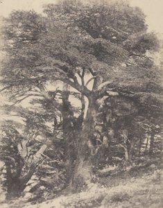 Gruppe von Zedernbäumen, Berg Libanon