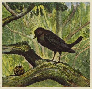 Amsel und Schnecke