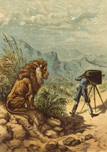 Vielversprechender Ausblick, Löwe beobachtet Fotografen (Chromolithographie)