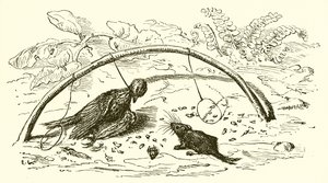 Der Vogelfänger und die Lerche