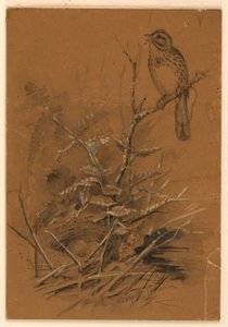 Singammer von Ernest Thompson Seton