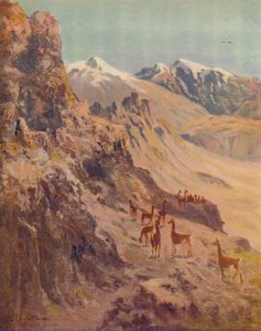 Guanako, 1916