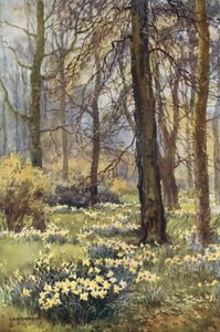 Die Wildnis im Frühling