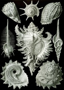 Beispiele von Prosranchia - Muscheln von verschiedenen Prosobranch-Gastropoden, aus 