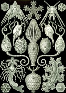 Illustration von Amphoridea aus "Kunstformen der Natur" 1904